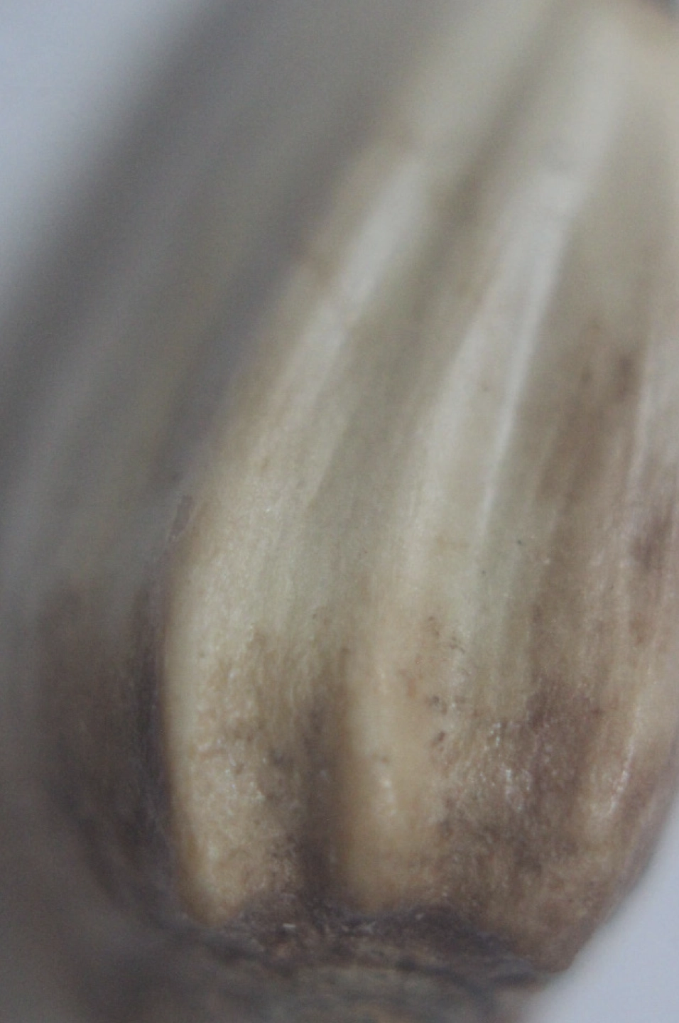 safflower seed under microscope