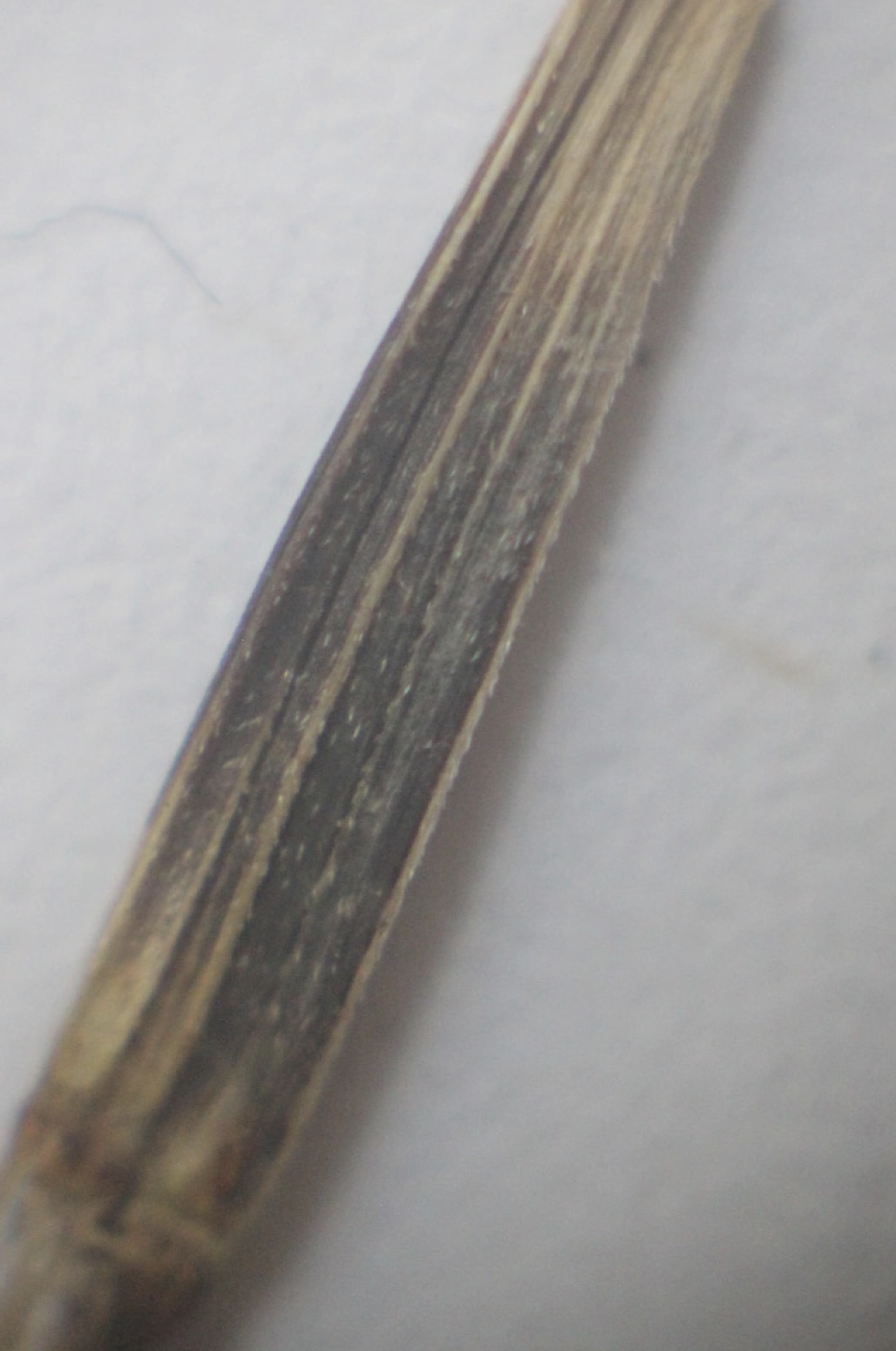 tagetes seed under microscope