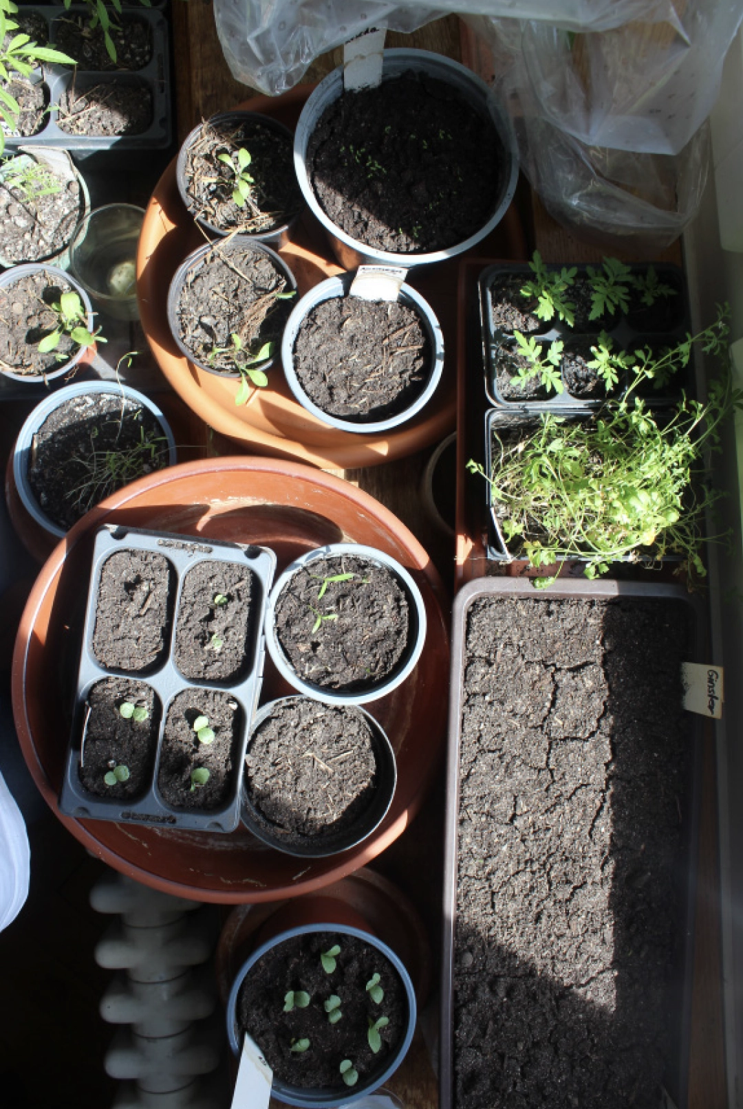 various seedlings on the windowsill