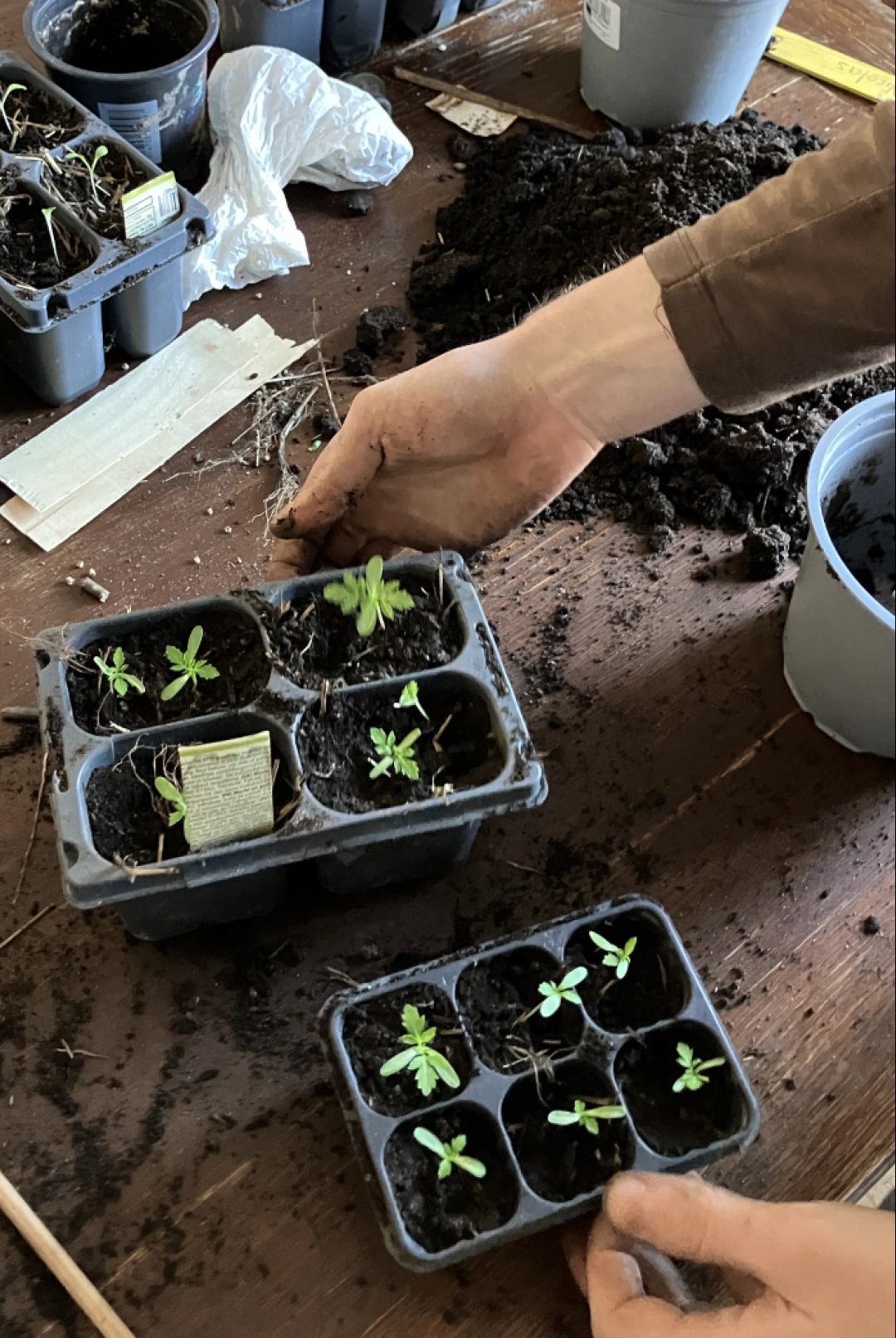 pricking out tagetes