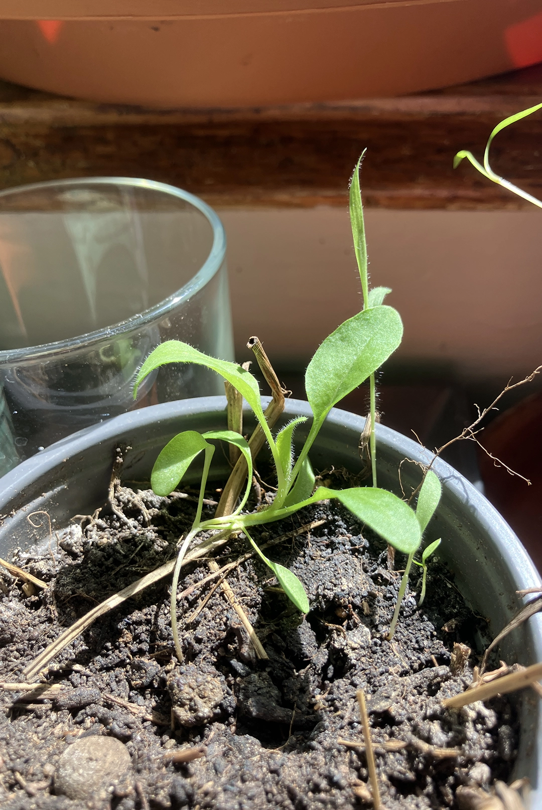 woad seedling
