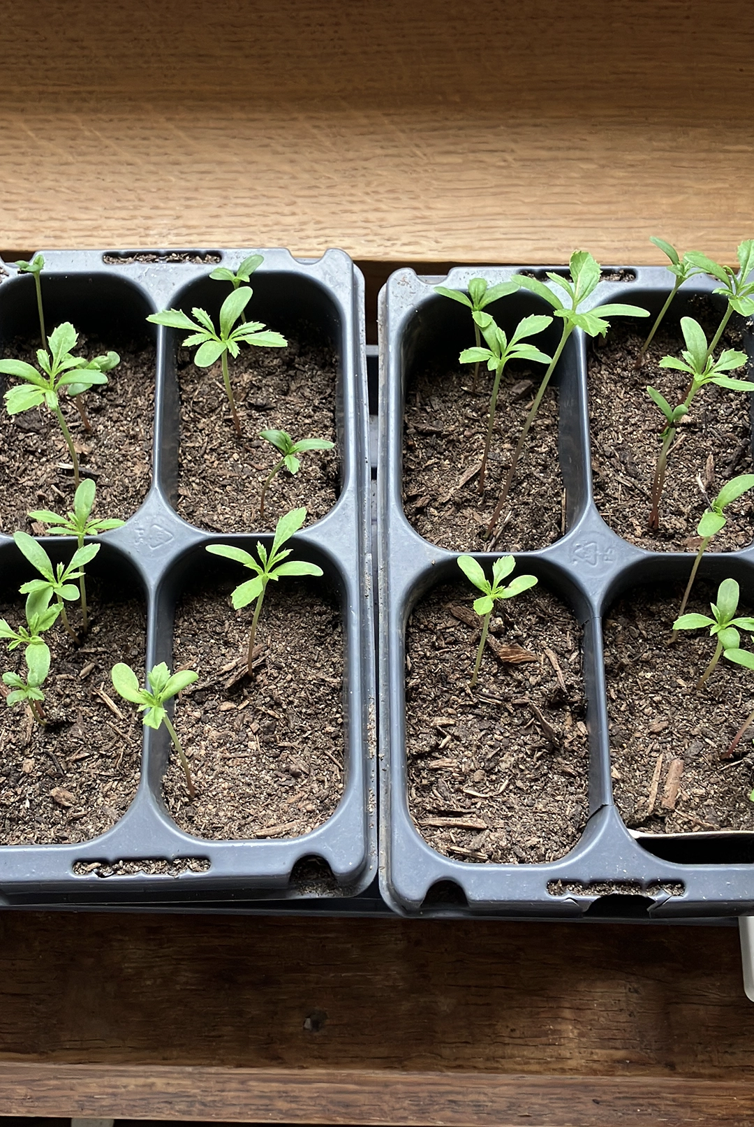 tagetes seedlings