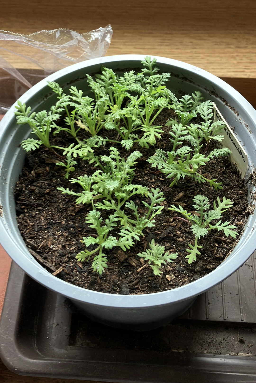 dyer's chamomile seedlings