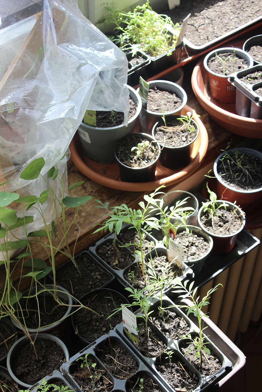 tagetes, woad and other seedlings on the windowsill