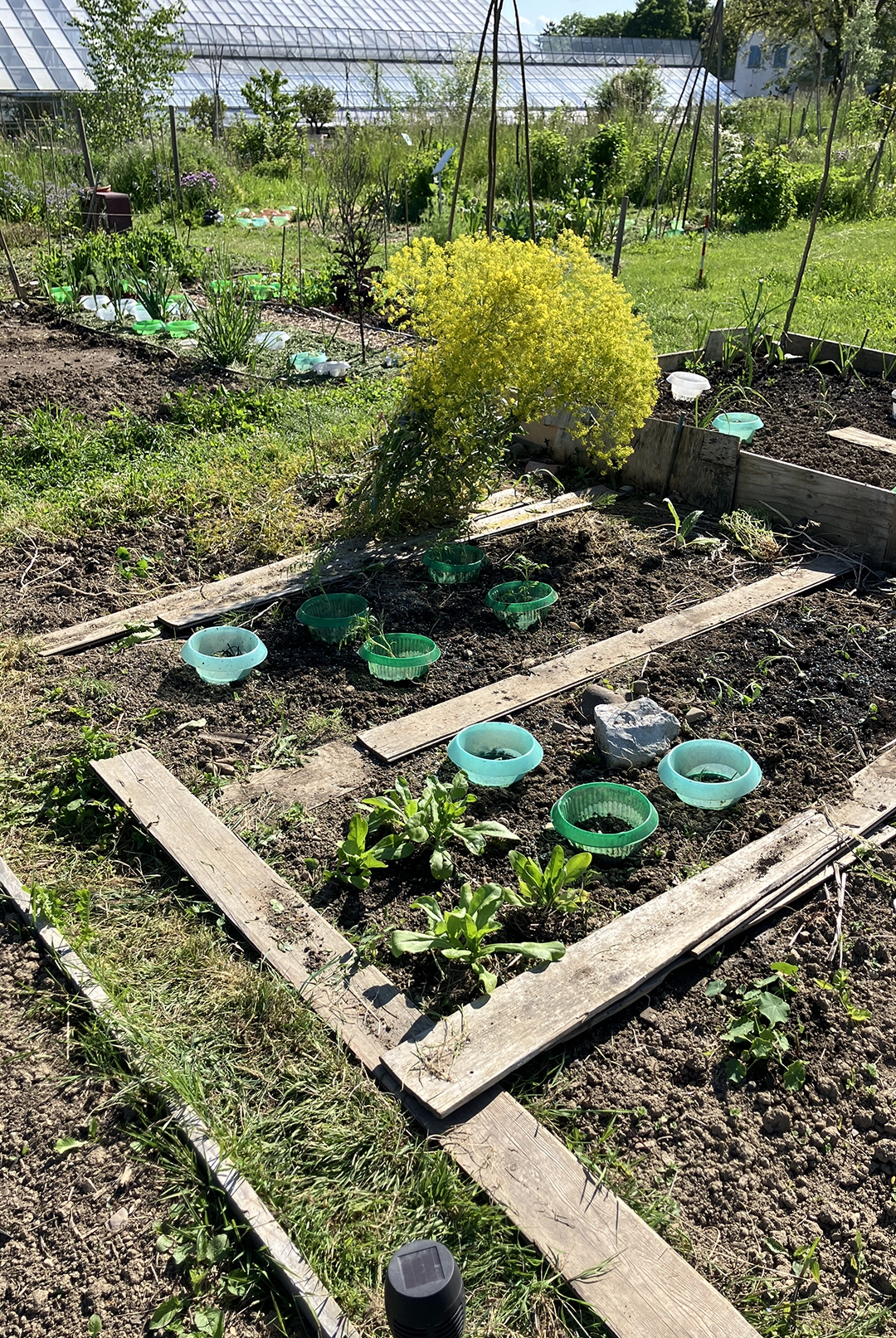 flowering woad and some seedlings at grünhölzli