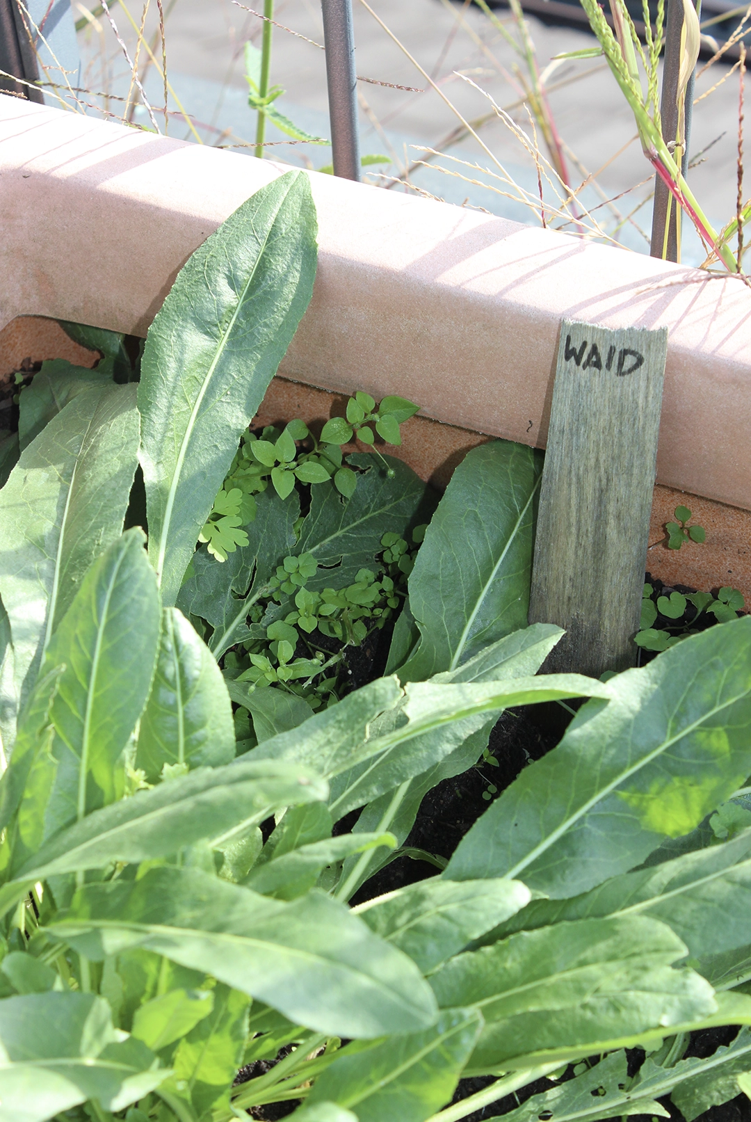 woad in first year on the rooftop