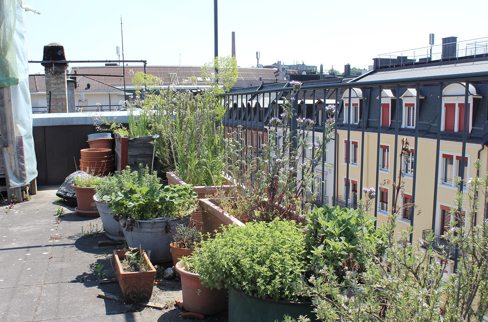 rooftop garden in wiedikon
