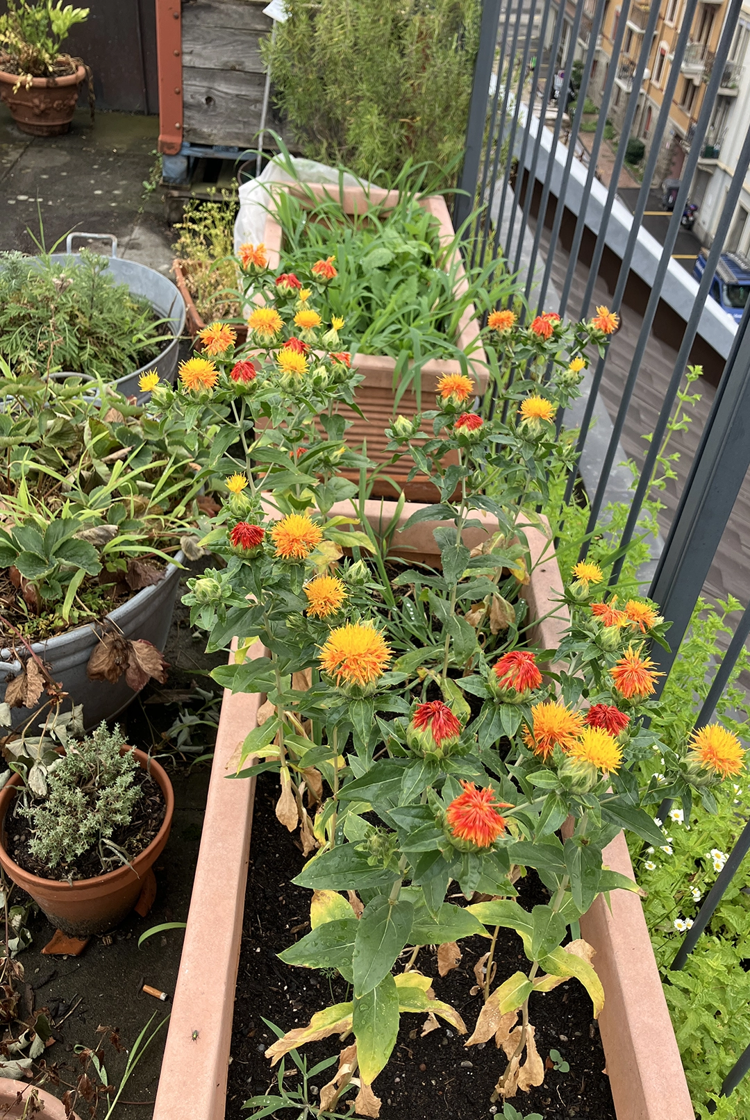 safflower