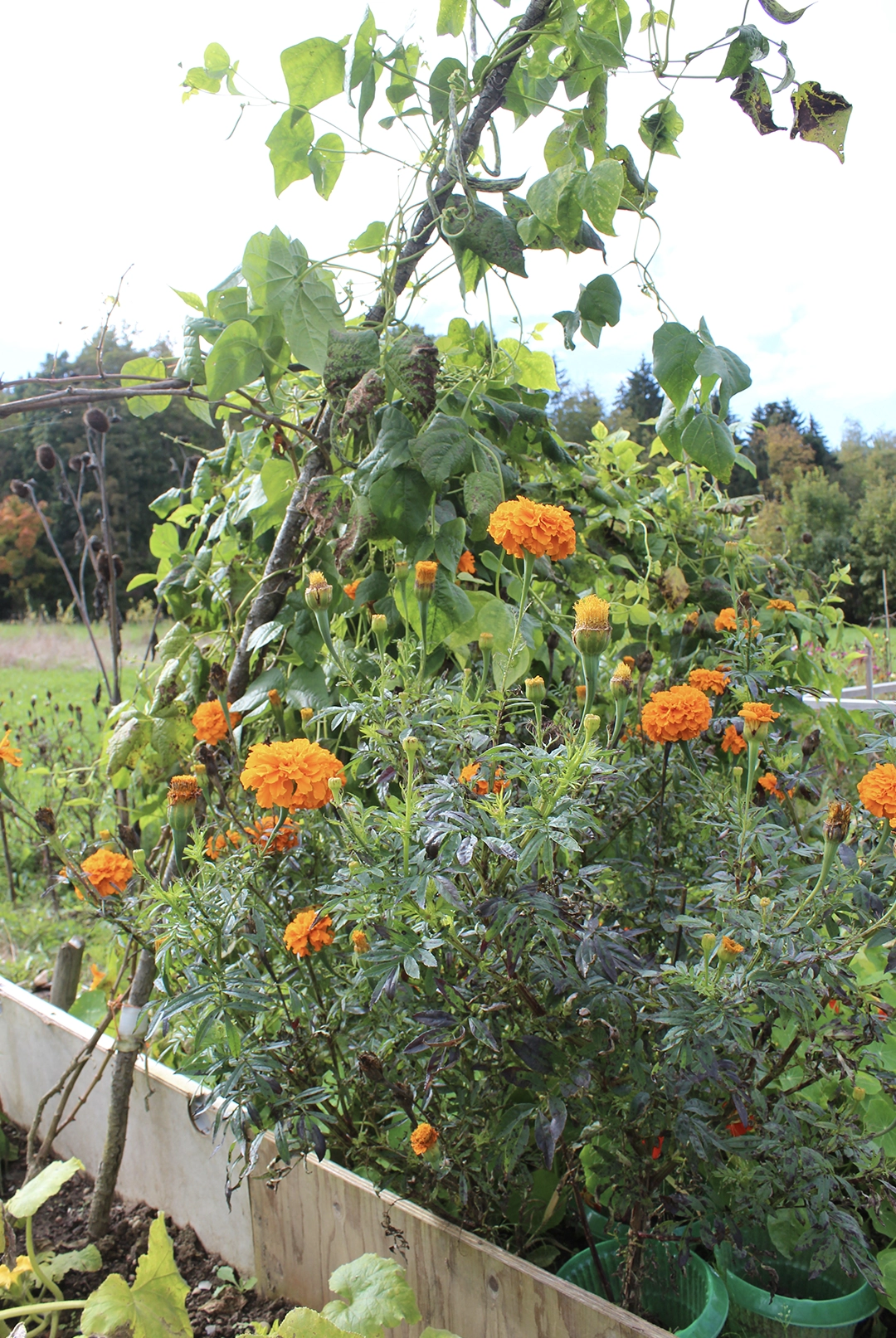 tagetes