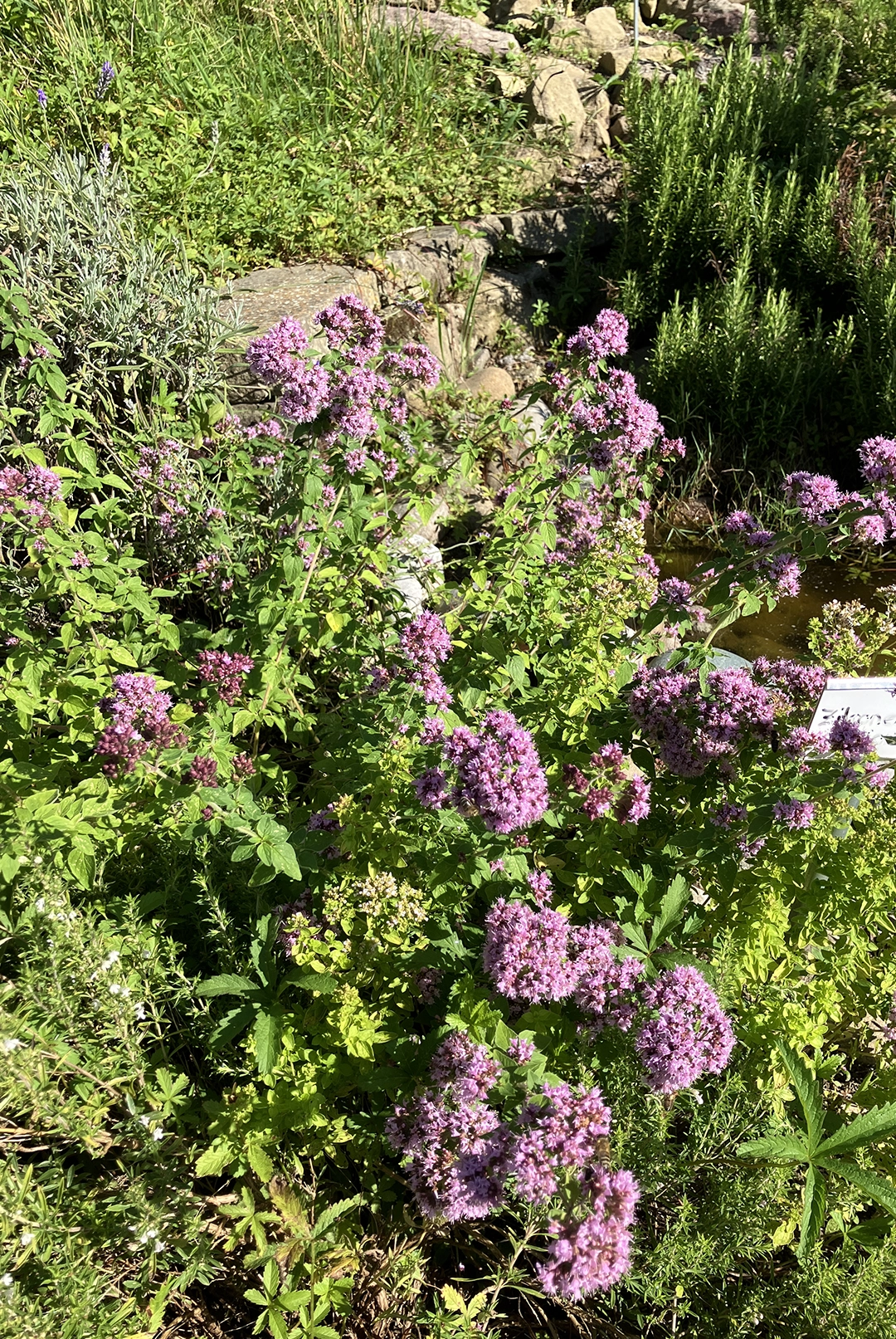 oregano
