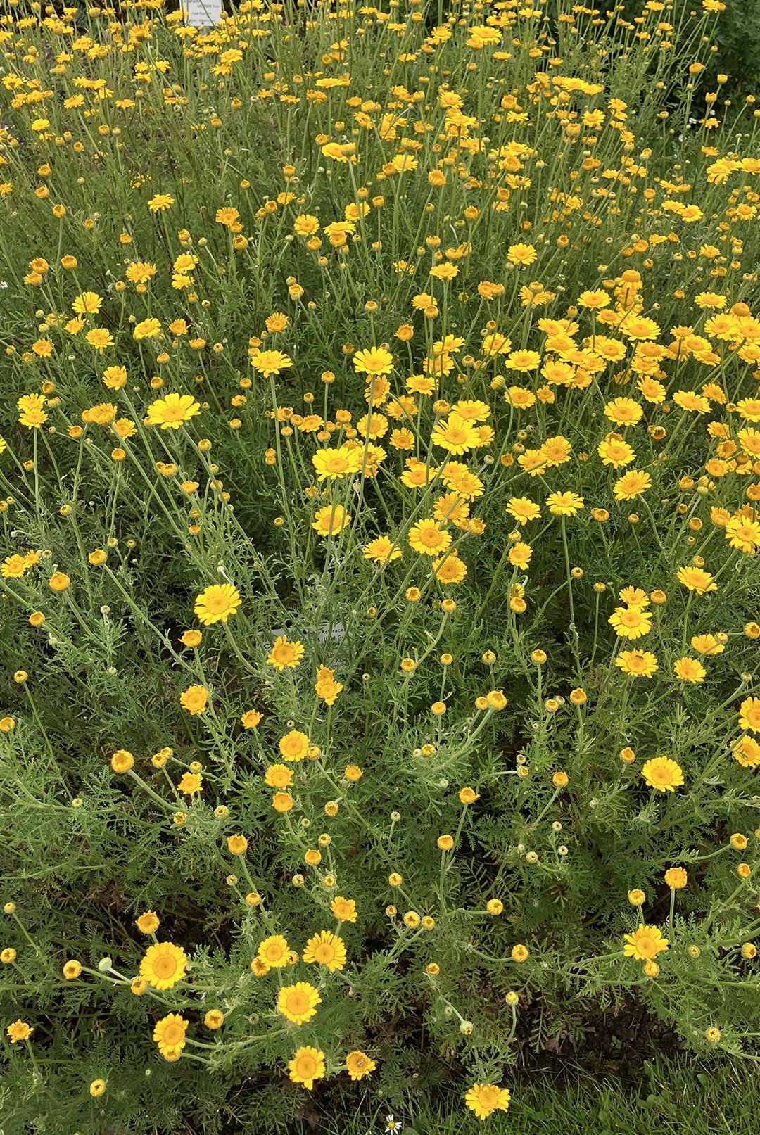 dyer's chamomile