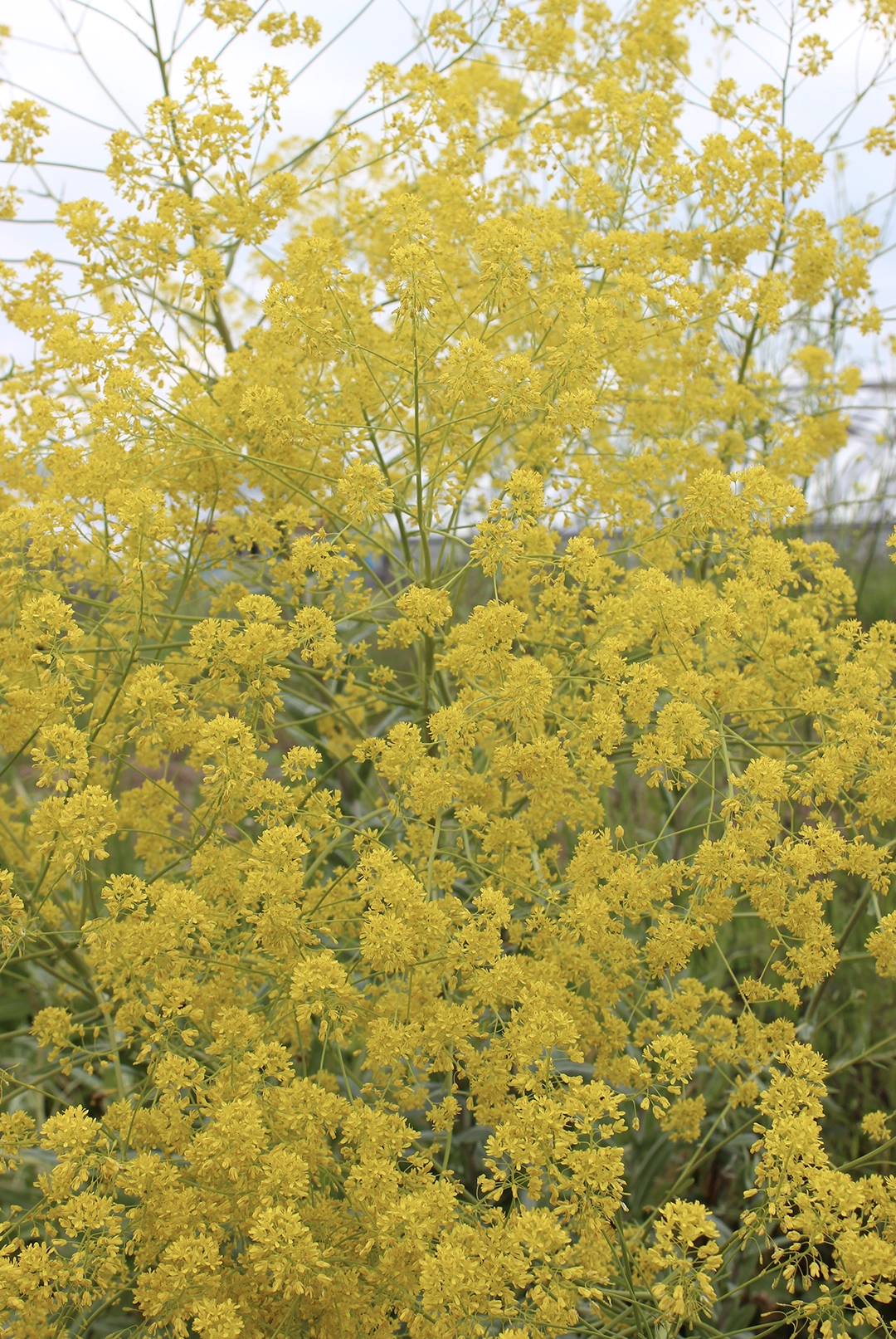 woad