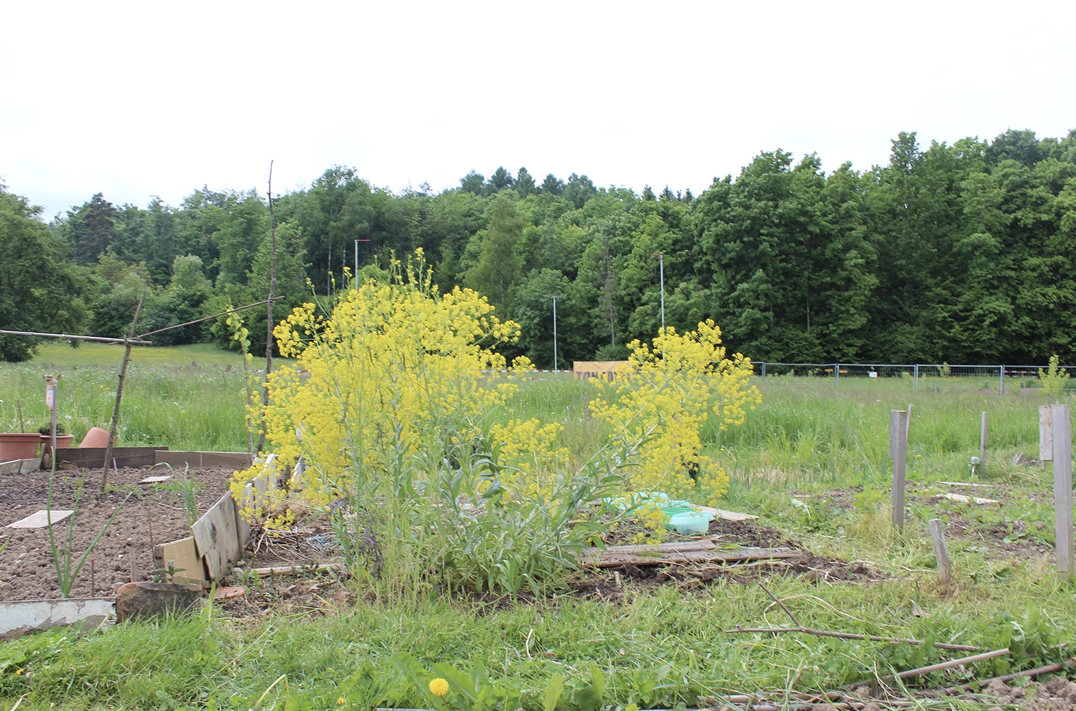 woad at community garden grünhölzli altstetten