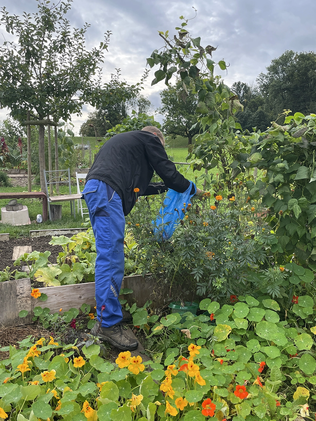 harvesting tagetes flower petals