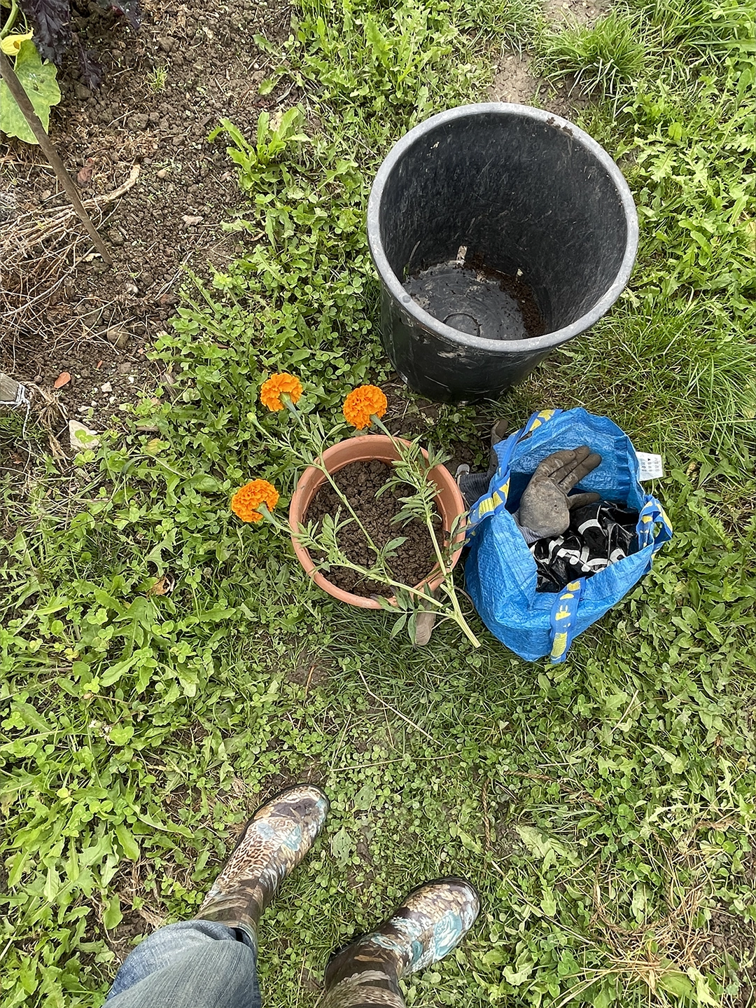 harvesting tagetes flower petals