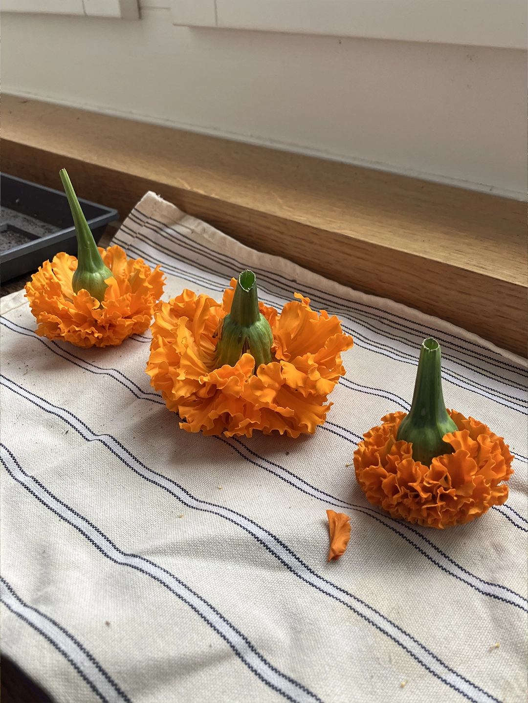 drying tagetes flower heads