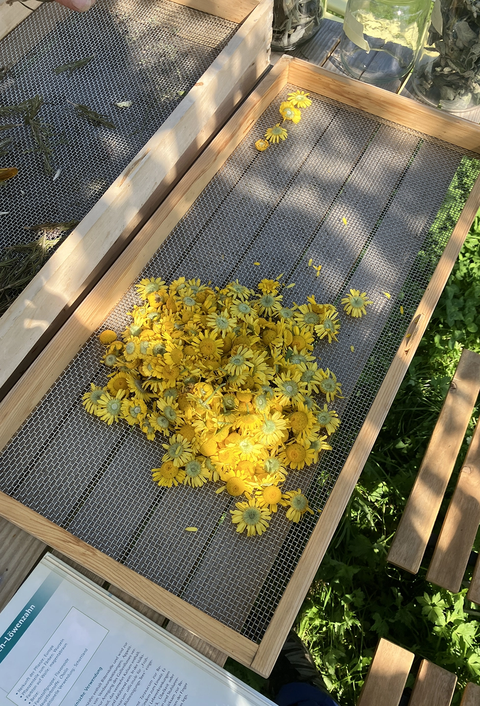 dyer's chamomile flowers in the solar dryer