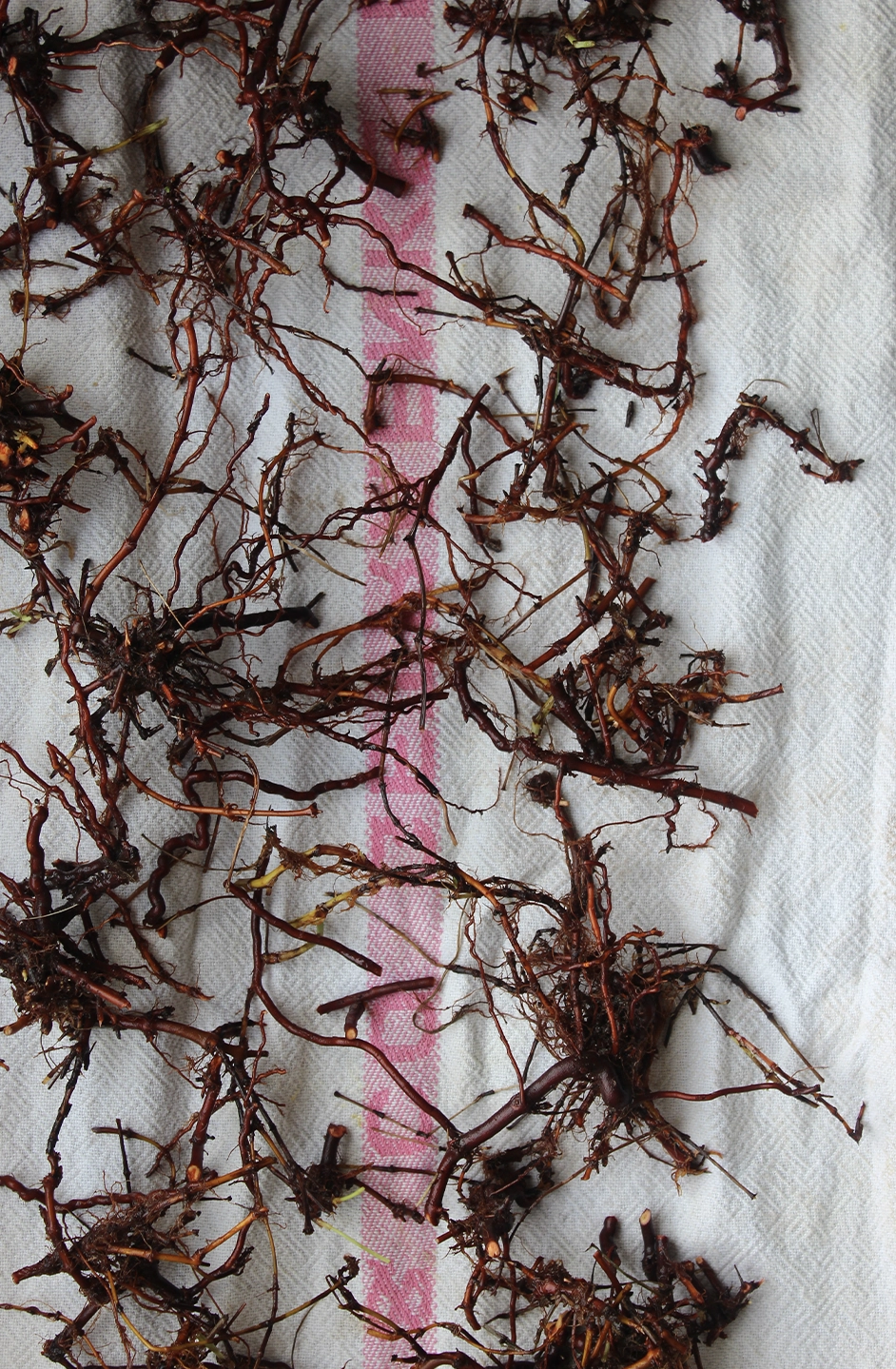 drying the root of the hedge bedstraw