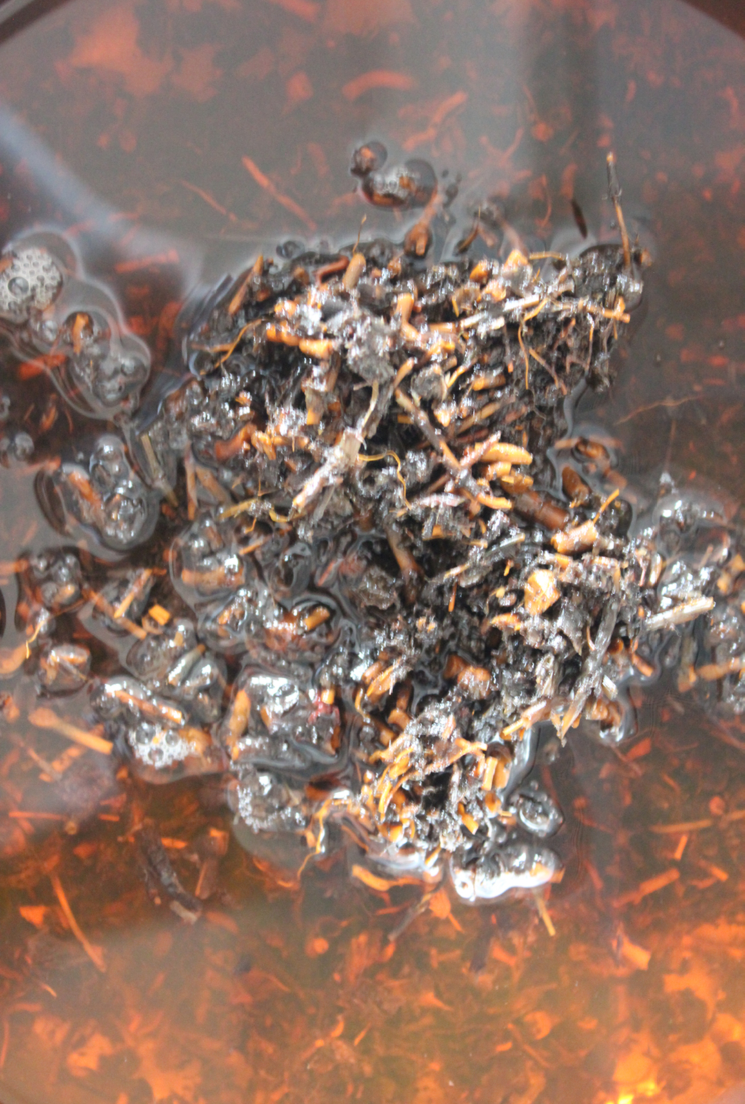 simmering hedge bedstraw root