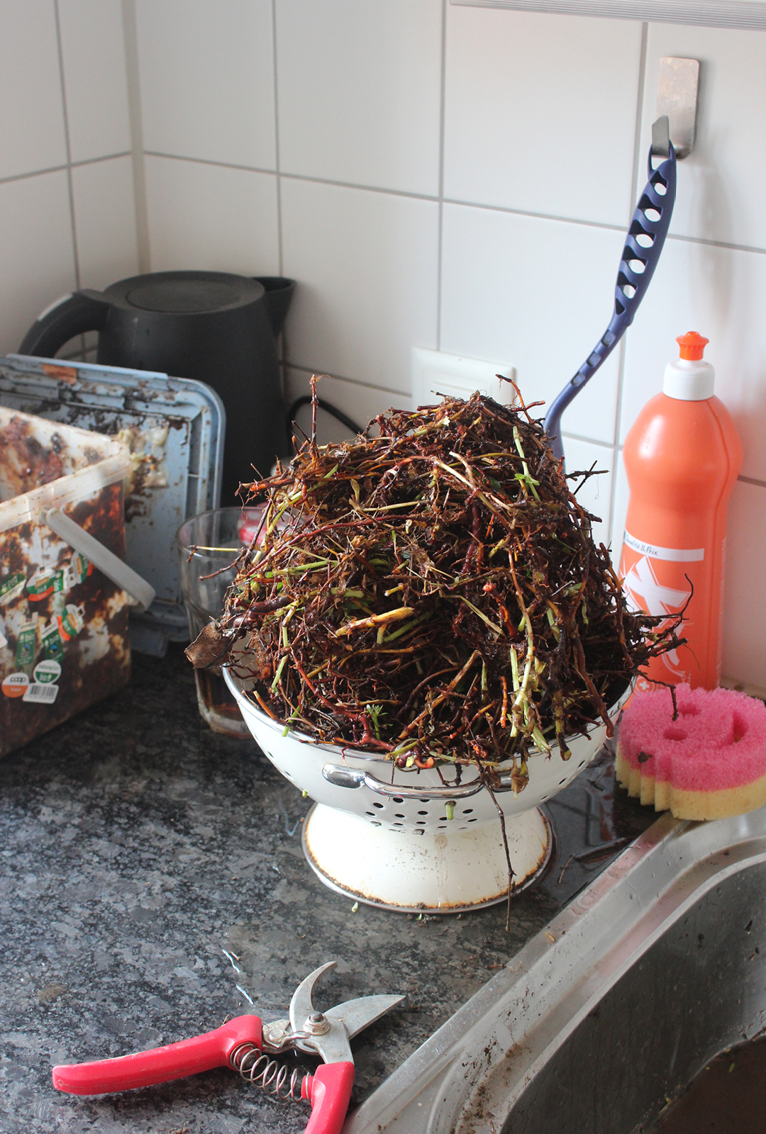 boiled out root of hedge bedstraw