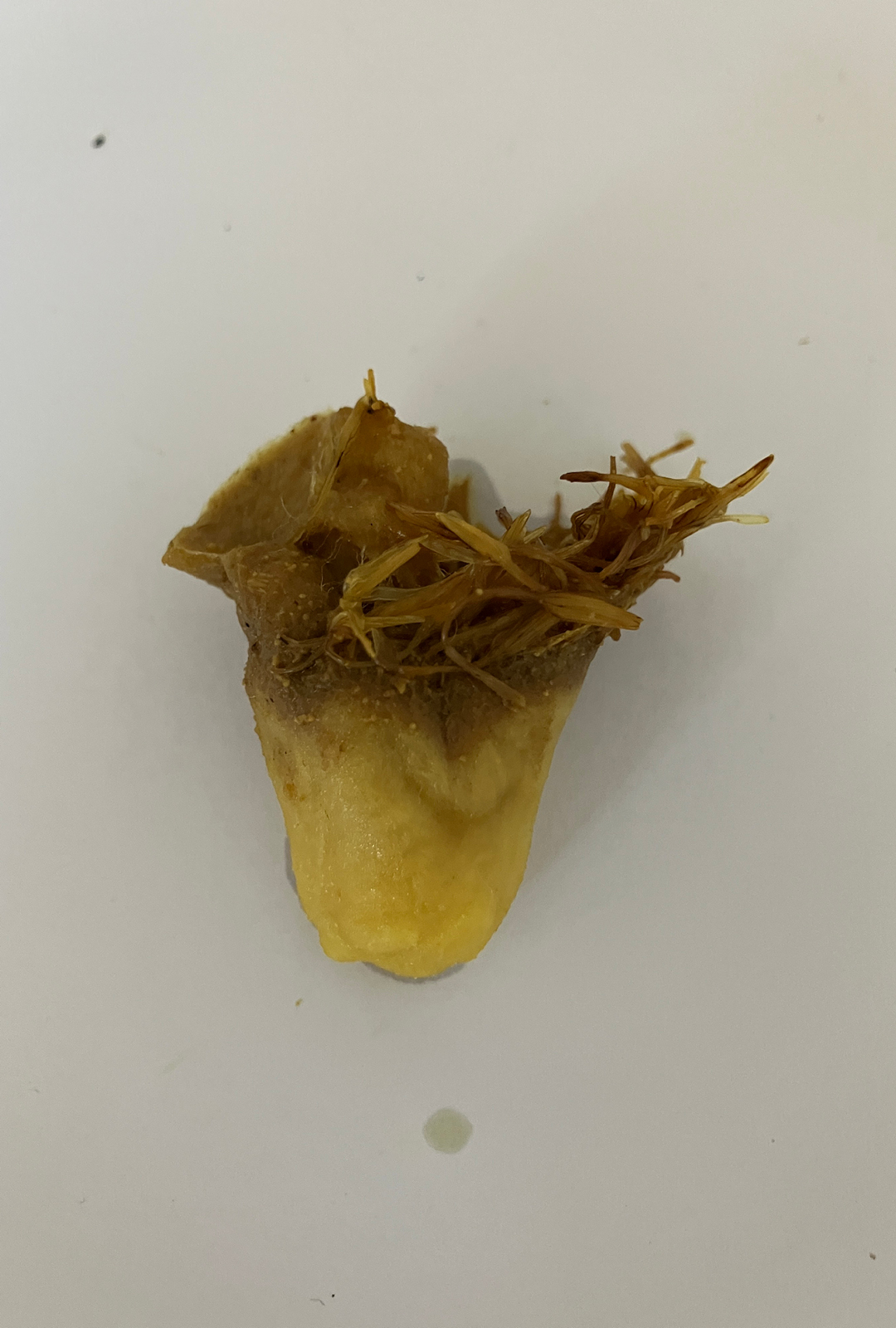 cotton filter with safflower remains
