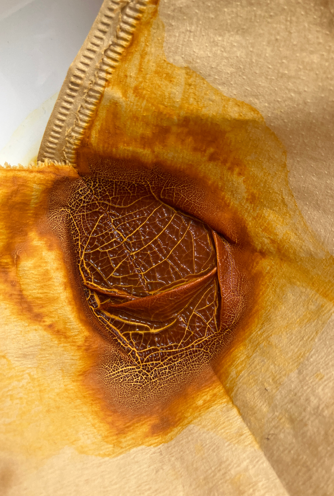 dyer's chamomile pigment drying