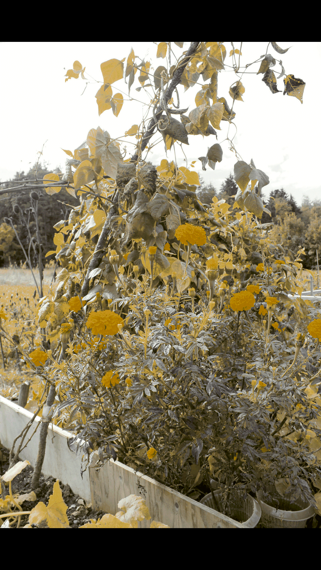 color separation test